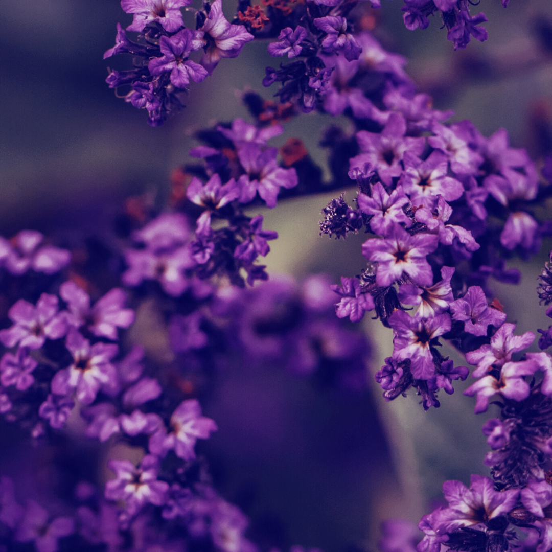 Purple Harmony Fragrance Oil Morouge – MOROUGE CANADA