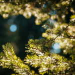 Mahogany Balsam Fragrance Oil