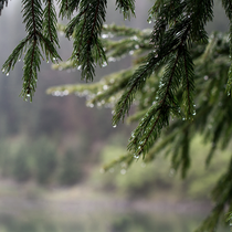 Morning Fir Fragrance Oil