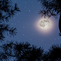 Sweet Moon Fragrance Oil