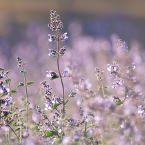 Wild Sage And Mint Fragrance Oil