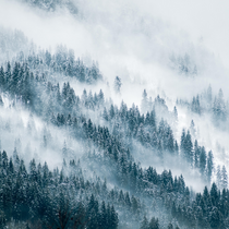 Northern Woods Fragrance Oil