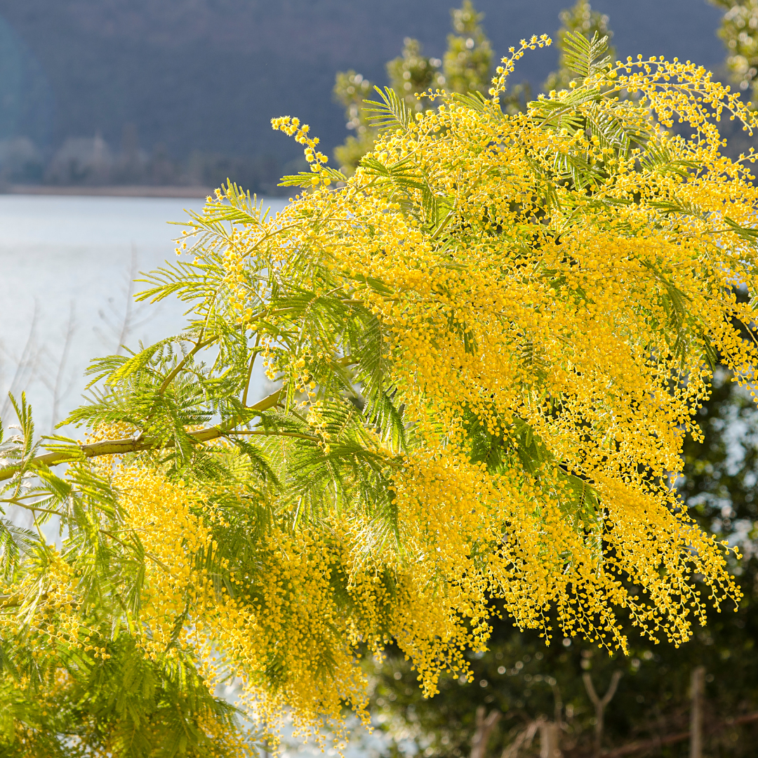 MIMOSA-AND CARDAMOM-FRAGRANCE-OIL